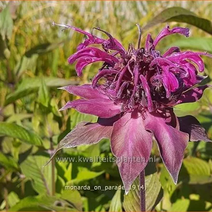 Monarda fistulosa 'On Parade'