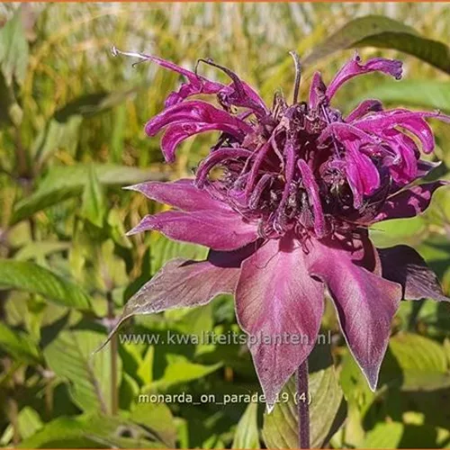 Monarda fistulosa 'On Parade'