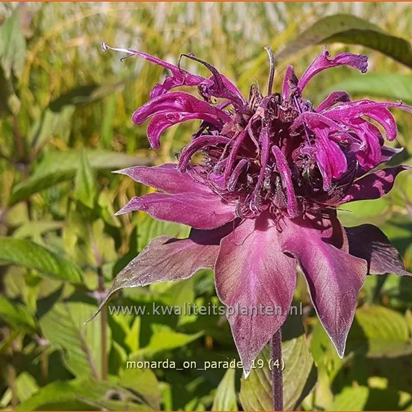 Monarda fistulosa 'On Parade'