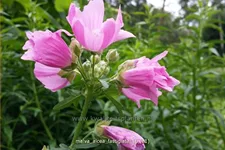 Malva alcea 'Fastigiata'