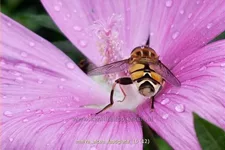 Malva alcea 'Fastigiata'