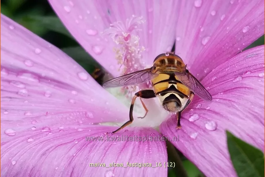 Malva alcea 'Fastigiata'