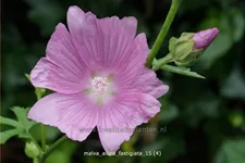 Malva alcea 'Fastigiata'