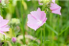 Malva alcea 'Fastigiata'