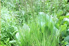 Molinia caerulea 'Heidezwerg'