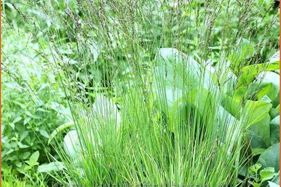 Molinia caerulea 'Heidezwerg'