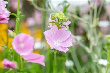 Malva alcea 'Fastigiata'