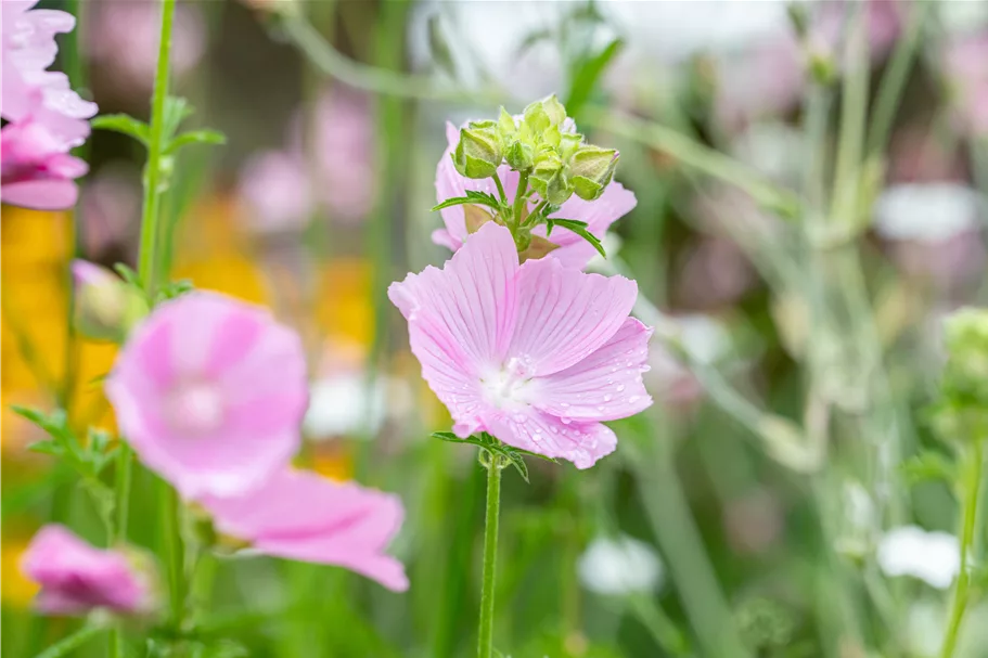 Malva alcea 'Fastigiata'