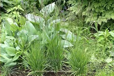 Molinia caerulea 'Heidezwerg'