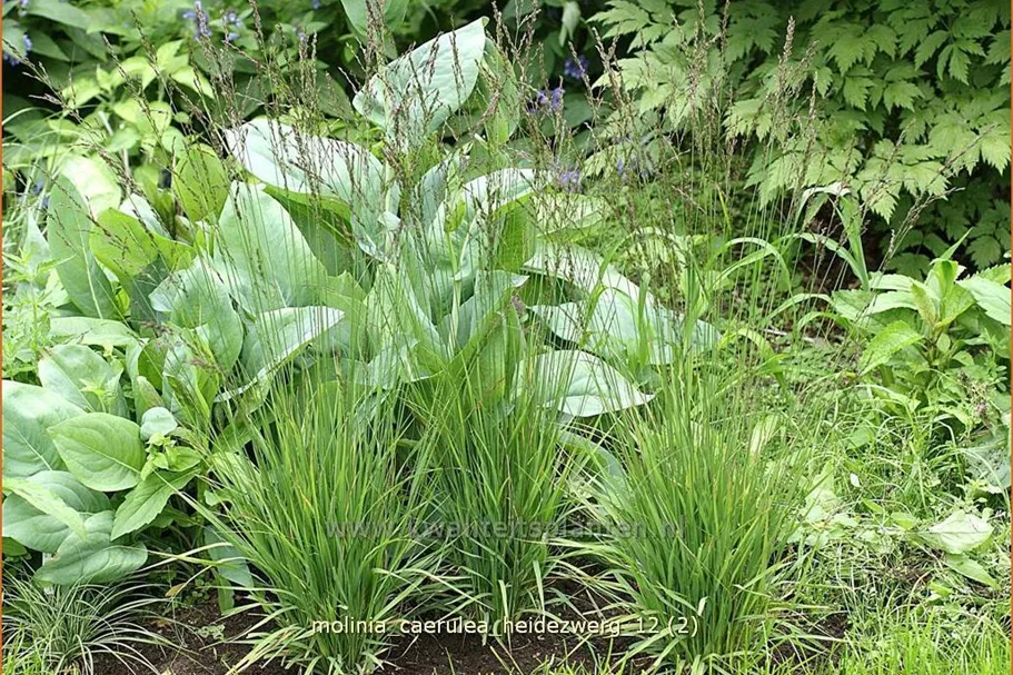 Molinia caerulea 'Heidezwerg'
