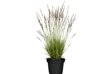 Molinia caerulea 'Heidezwerg'