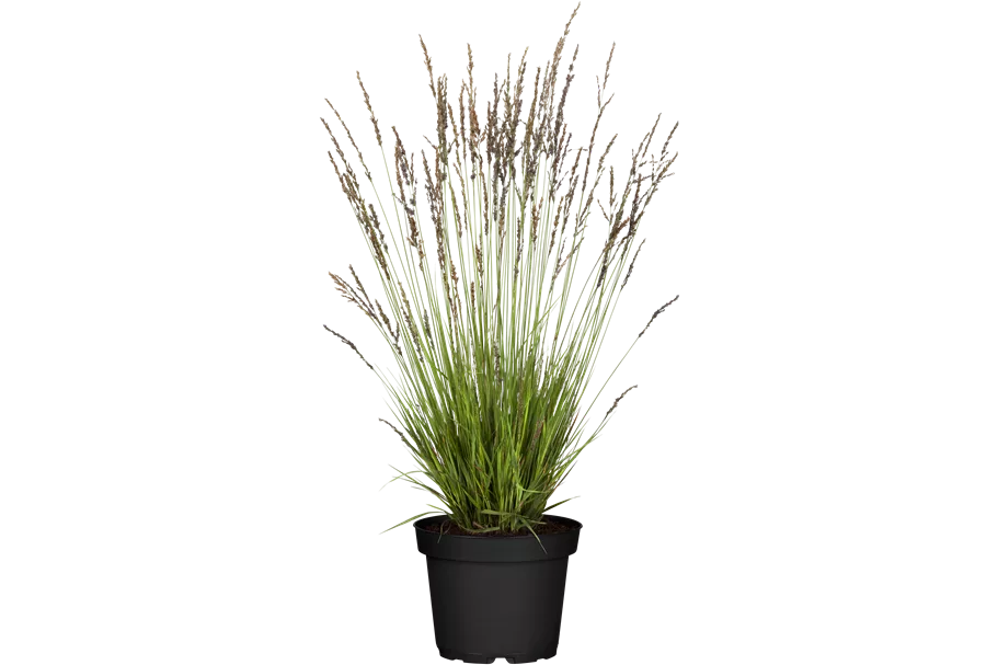 Molinia caerulea 'Heidezwerg'