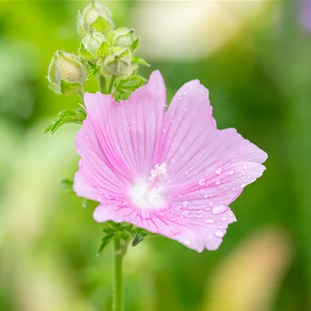 Malva alcea 'Fastigiata'