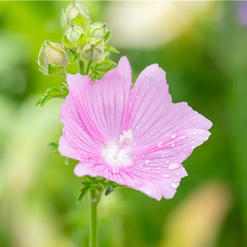 Malva alcea 'Fastigiata'