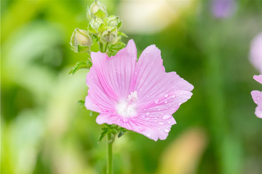 Malva alcea 'Fastigiata'