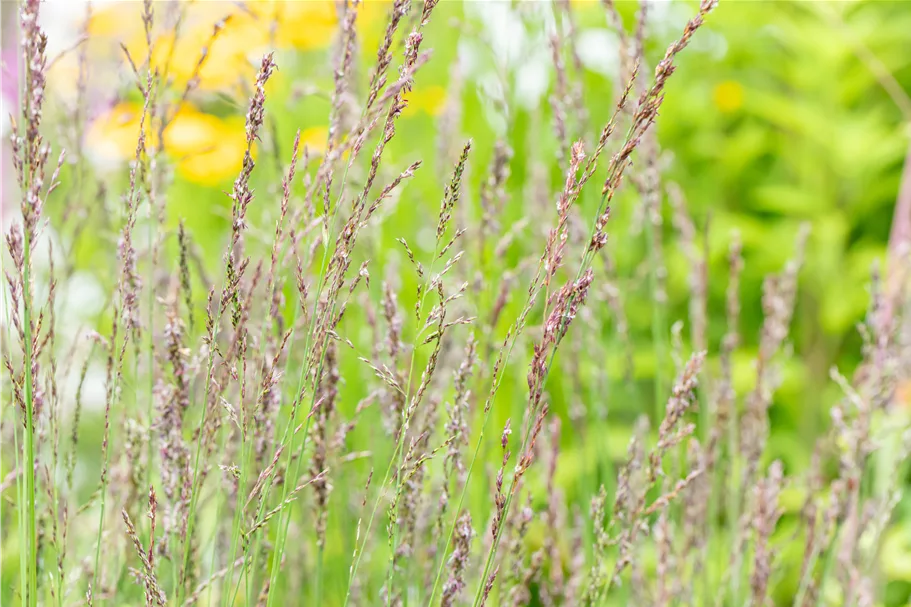 Molinia caerulea 'Heidezwerg'