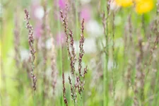 Molinia caerulea 'Heidezwerg'