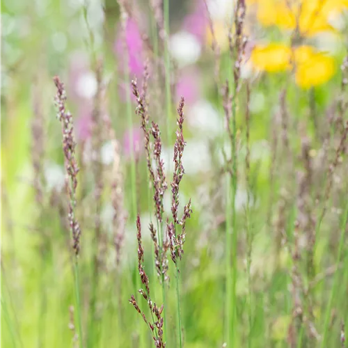 Molinia caerulea 'Heidezwerg'
