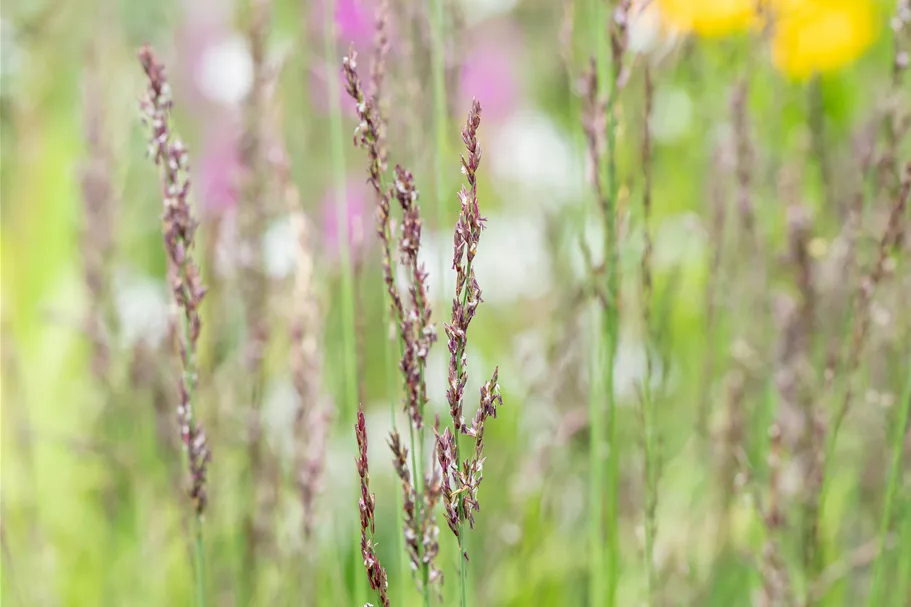Molinia caerulea 'Heidezwerg'