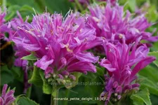 Monarda 'Petite Delight'