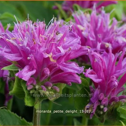 Monarda 'Petite Delight'
