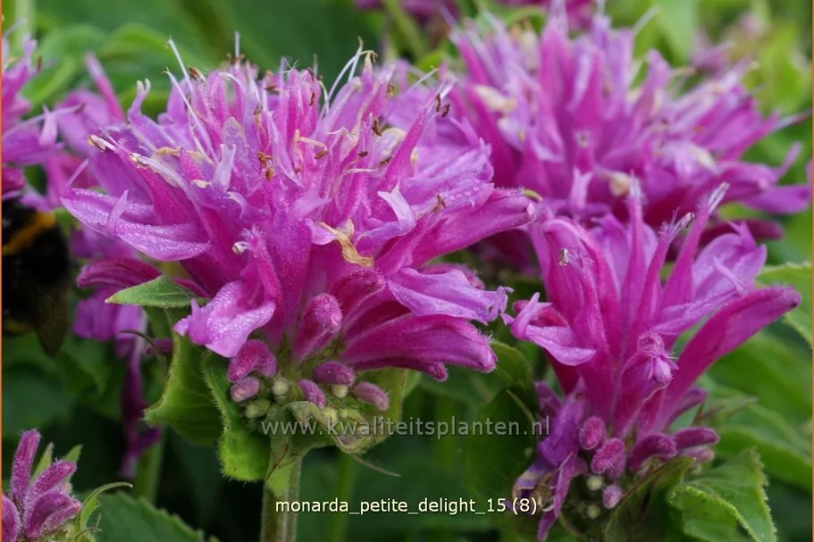 Monarda 'Petite Delight'