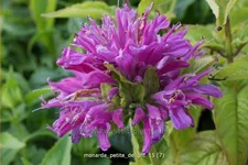 Monarda 'Petite Delight'