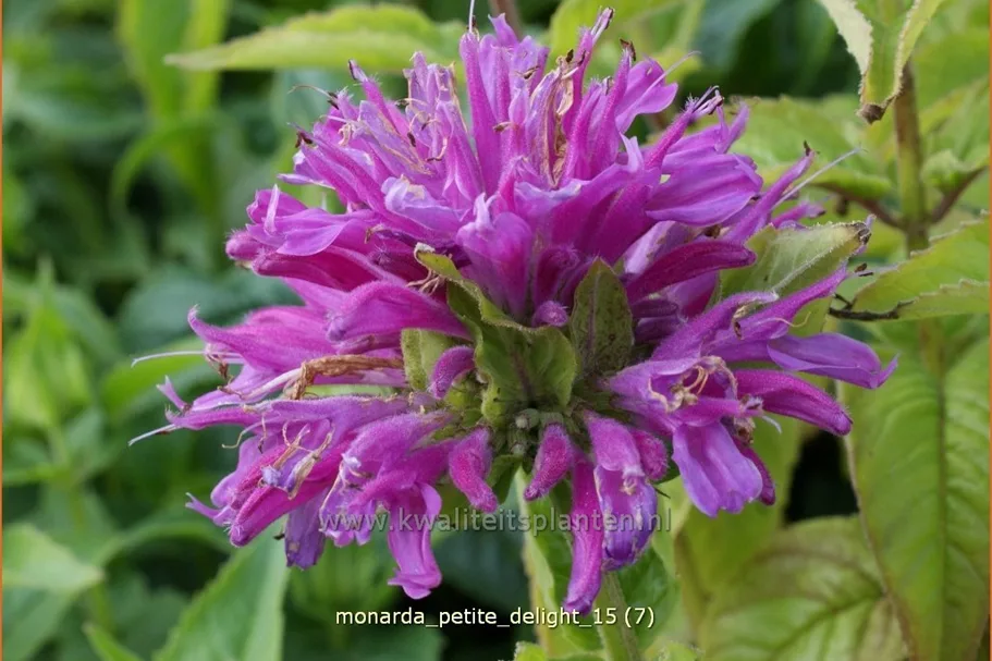 Monarda 'Petite Delight'