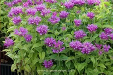 Monarda 'Petite Delight'