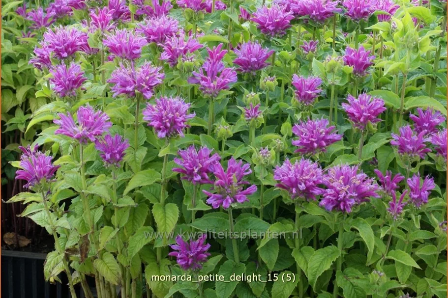 Monarda 'Petite Delight'