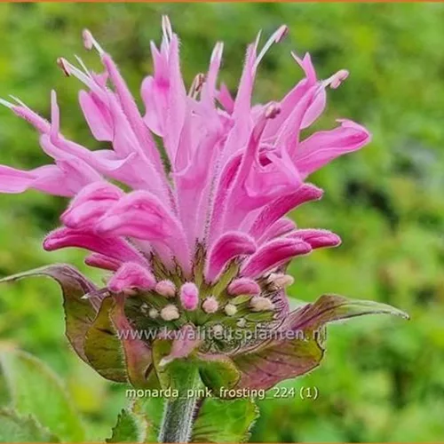 Monarda 'Pink Frosting'