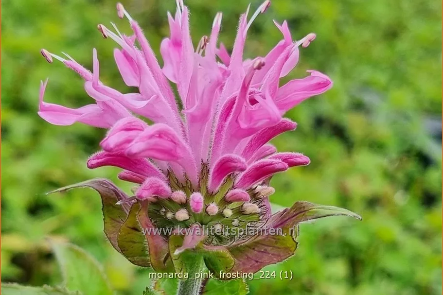 Monarda 'Pink Frosting'