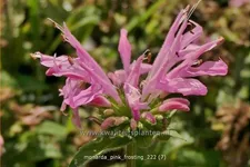Monarda 'Pink Frosting'