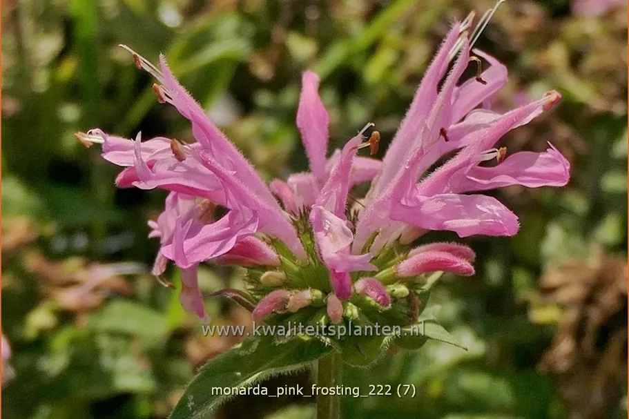 Monarda 'Pink Frosting'