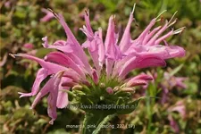 Monarda 'Pink Frosting'