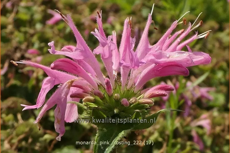 Monarda 'Pink Frosting'