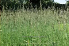 Molinia caerulea 'Moorflamme'