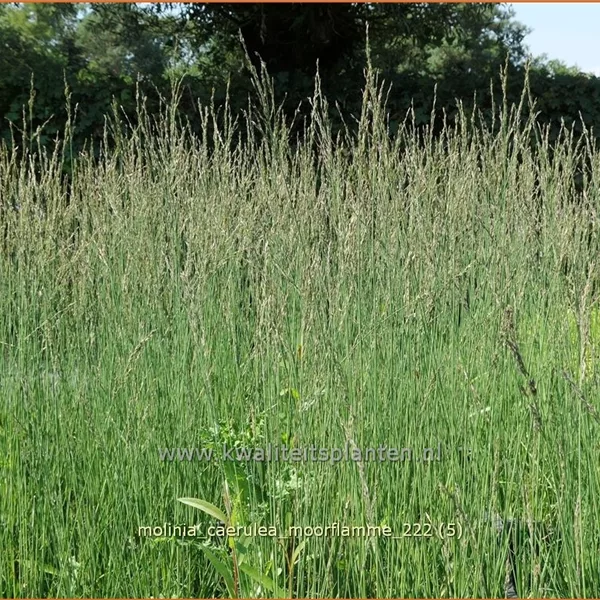 Molinia caerulea 'Moorflamme'