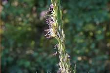 Molinia caerulea 'Moorflamme'