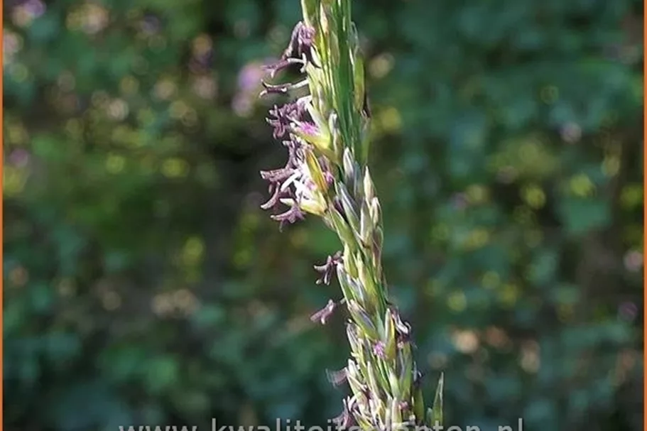 Molinia caerulea 'Moorflamme'