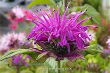 Monarda fistulosa 'Prärienacht'