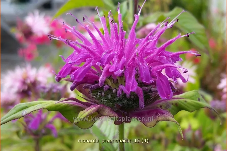 Monarda fistulosa 'Prärienacht'