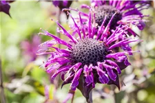 Monarda fistulosa 'Prärienacht'
