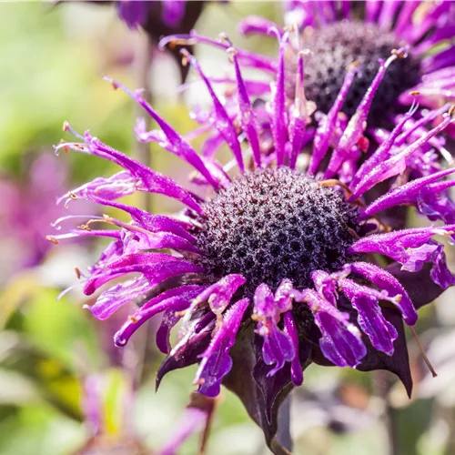 Monarda fistulosa 'Scorpion'