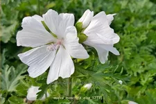 Malva moschata 'Alba'