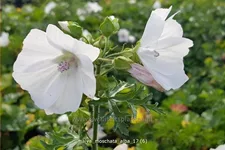 Malva moschata 'Alba'