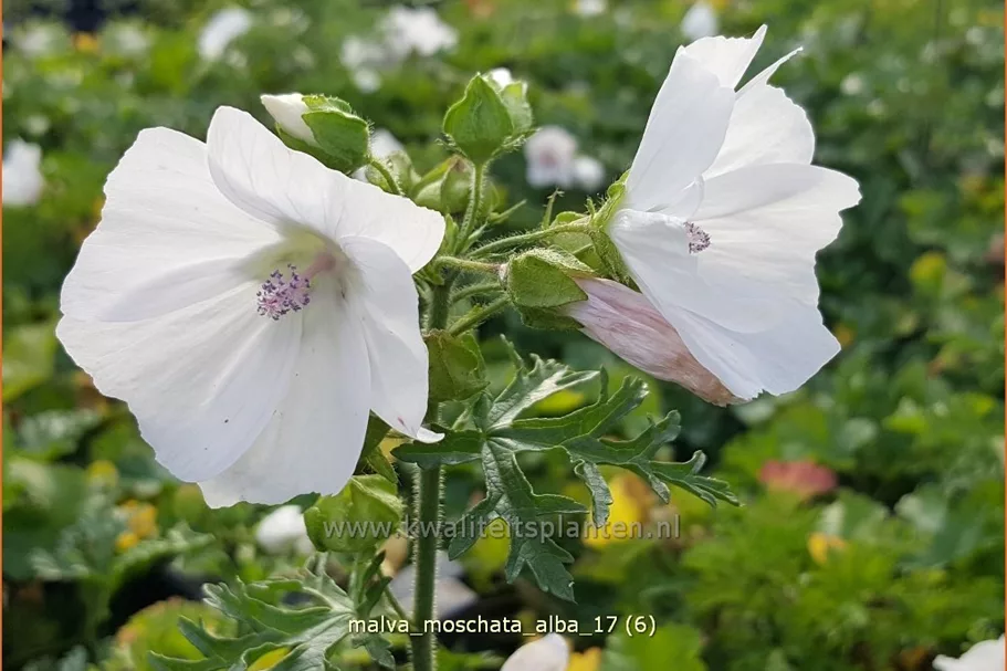 Malva moschata 'Alba'