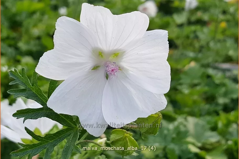 Malva moschata 'Alba'