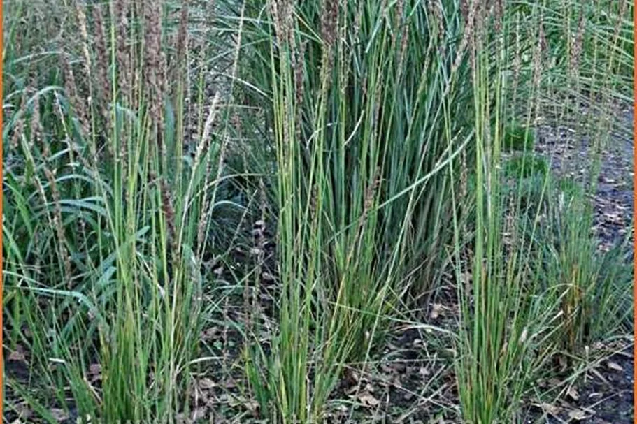 Molinia caerulea 'Moorhexe'