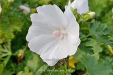 Malva moschata 'Alba'